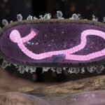 Microbiome intestinal